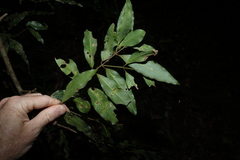 (c) Greg Tasney, some rights reserved (CC BY-SA) Cinnamomum oliveri, photograph (c) Greg Tasney, some rights reserved (CC BY-SA)