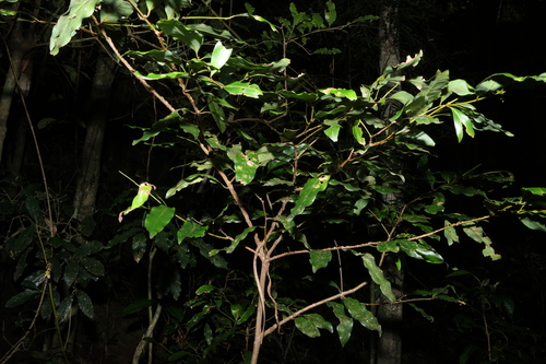 Cinnamomum oliveri, photograph 4