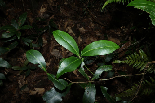 Tapeinosperma observed 2026-07-05