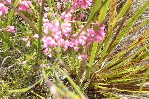 Image of Erica longiaristata by no rights reserved