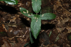 Wilkiea hugeliana, photograph (c) Greg Tasney, some rights reserved (CC BY-SA)