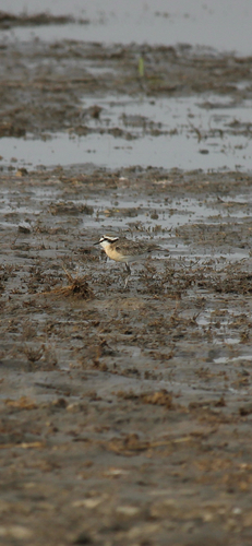 iNaturalist image