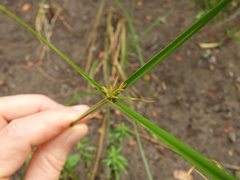 Cyperus brevis
