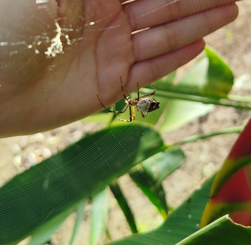 Silver Garden Orbweaver