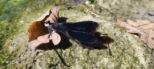 Copper Demoiselle