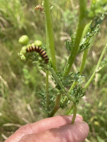 Cinnabar moth