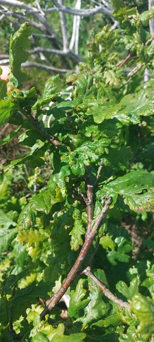 English oak