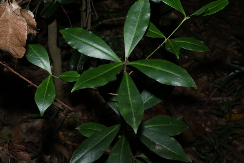 Tapeinosperma observed 2026-07-05