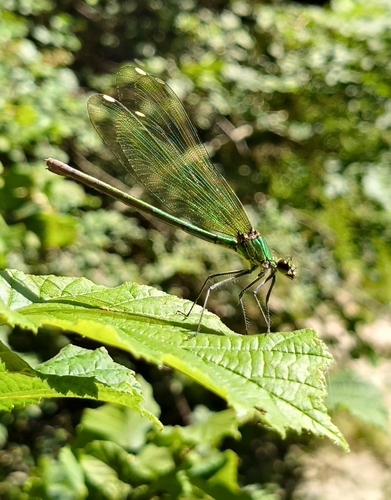 Western Demoiselle