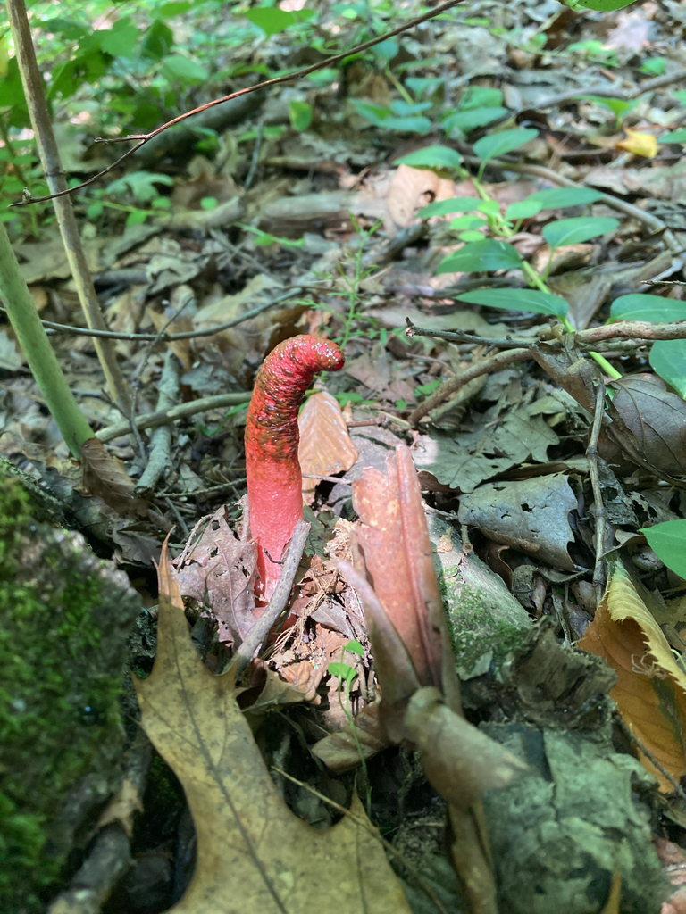 devil's dipstick · July 2026 · photo: Photo: (c) tkr421, some rights reserved (CC BY) · iNaturalist