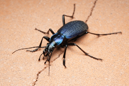 Carabus jankowskii