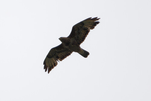 Common Buzzard
