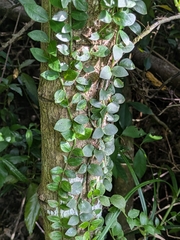 Psychotria serpens, photograph (c) portioid, some rights reserved (CC BY)