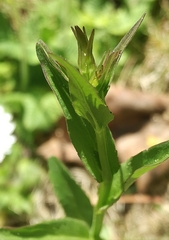 Campanula patula