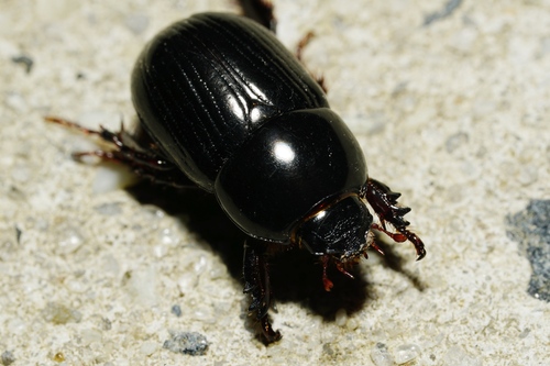 African Black Beetle photo 5