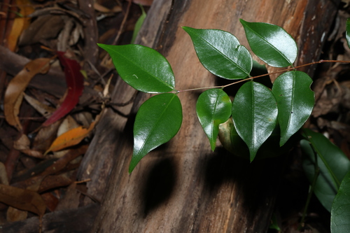 Decaspermum humile, photograph 4