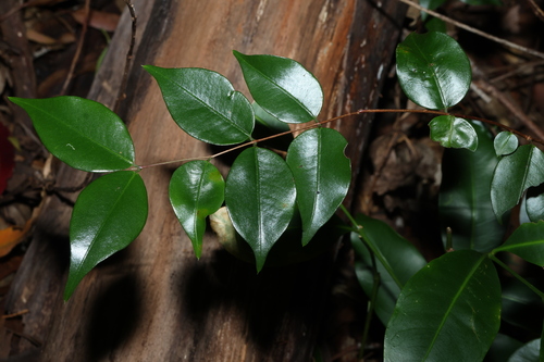 Decaspermum humile, photograph 5