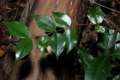 Decaspermum humile, photograph (c) Greg Tasney, some rights reserved (CC BY-SA)