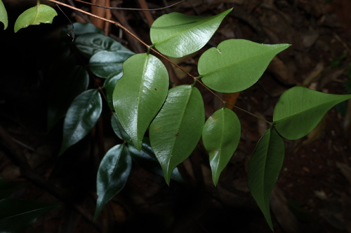 Decaspermum humile, photograph 6