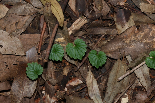 Lobelia trigonocaulis, photograph 3