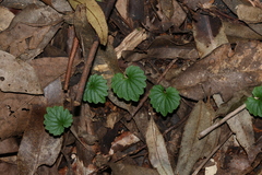 (c) Greg Tasney, some rights reserved (CC BY-SA) Lobelia trigonocaulis, photograph (c) Greg Tasney, some rights reserved (CC BY-SA)