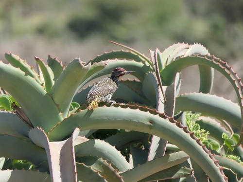 Nubian Woodpecker