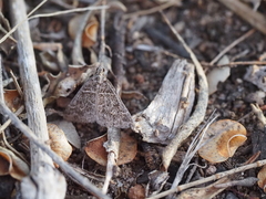 Dichromodes explanata