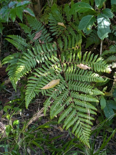 Ctenitis subglandulosa observed 2026-07-05
