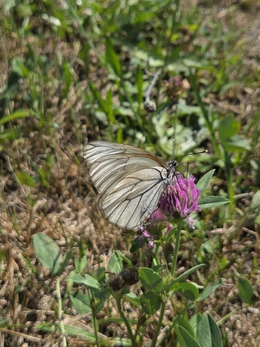 Black-veined White