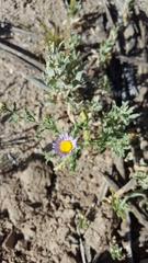 Leucosyris arida