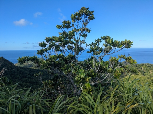 Palaquium observed 2026-07-05