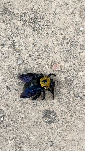 Pubescent Carpenter Bee