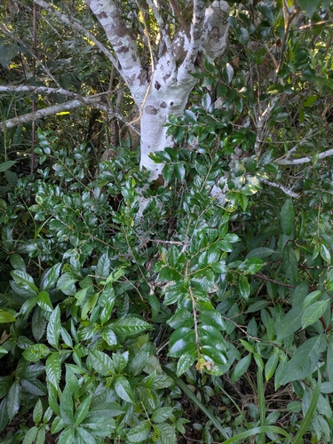 Eurya emarginata, photograph 3