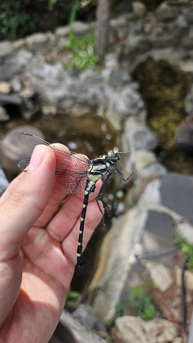 Sieboldius albardae