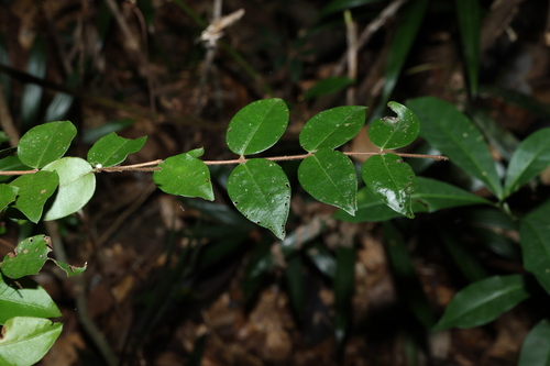 Gossia inophloia, photograph 3