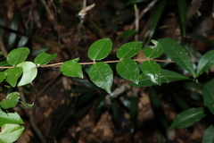 Gossia inophloia, photograph (c) Greg Tasney, some rights reserved (CC BY-SA)