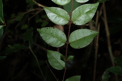 Gossia inophloia, photograph (c) Greg Tasney, some rights reserved (CC BY-SA)