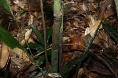 Gossia inophloia, photograph (c) Greg Tasney, some rights reserved (CC BY-SA)