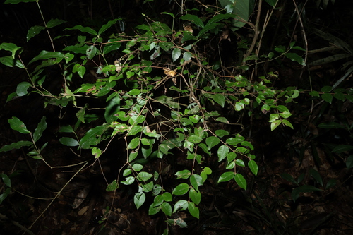 Gossia inophloia, photograph 6