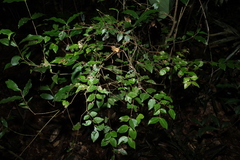 Gossia inophloia, photograph (c) Greg Tasney, some rights reserved (CC BY-SA)