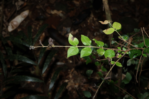 Gossia inophloia