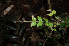 Gossia inophloia