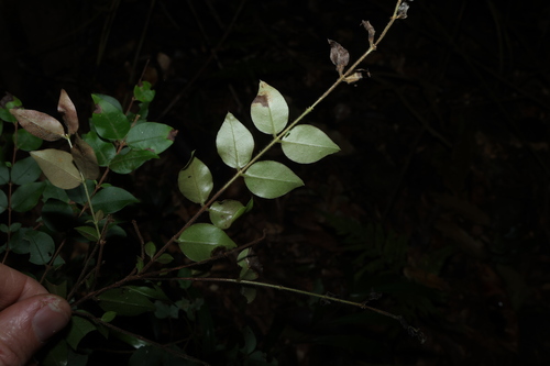 Gossia inophloia, photograph 1