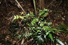 Gossia inophloia, photograph (c) Greg Tasney, some rights reserved (CC BY-SA)