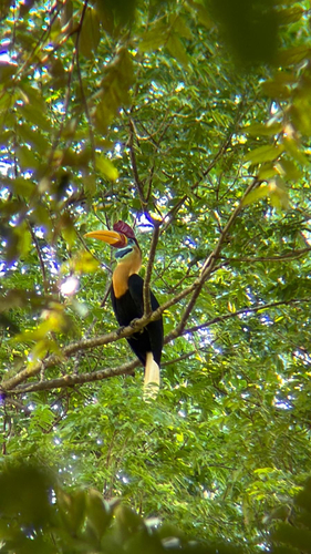 Knobbed Hornbill (Rhyticeros cassidix), photo 3