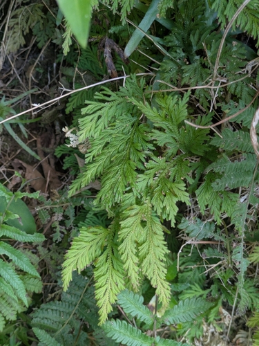 Selaginella moellendorffii, photograph 1