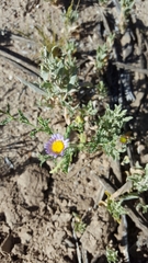 Leucosyris arida