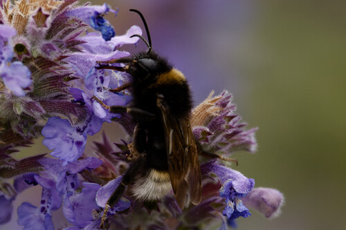 Vestal Cuckoo Bumble bee