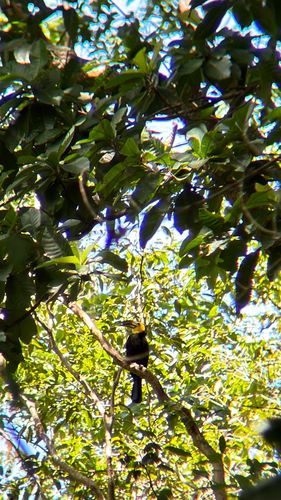 Knobbed Hornbill (Rhyticeros cassidix), photo 4