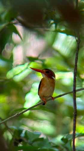 Sulawesi Dwarf Kingfisher (Ceyx fallax)